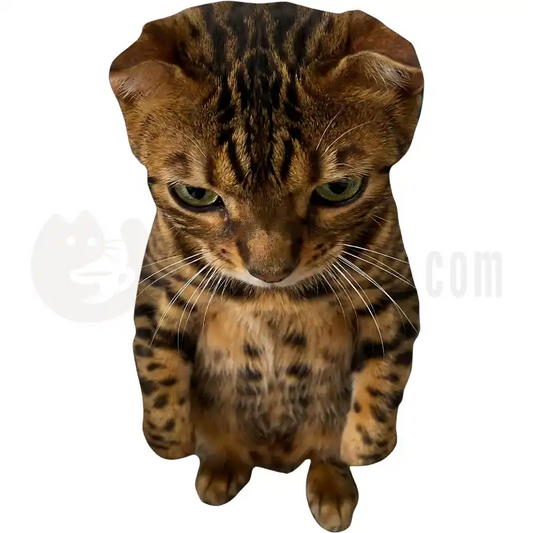 Design Vorschau Bengal Sweetness
