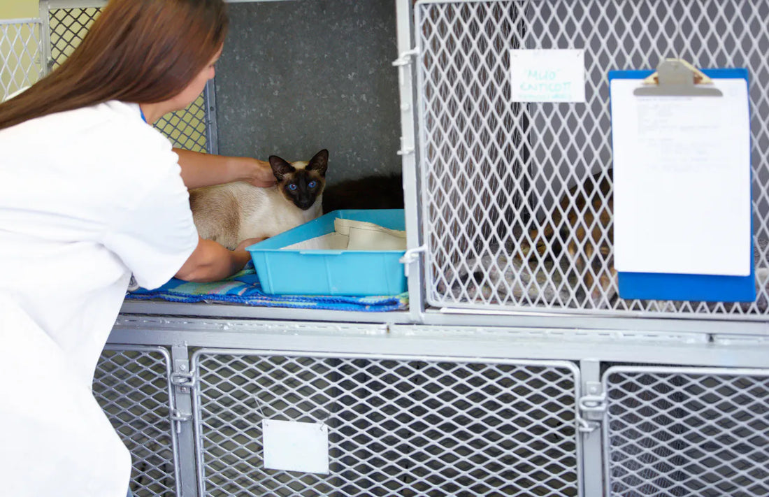 Katze im Tierheim
