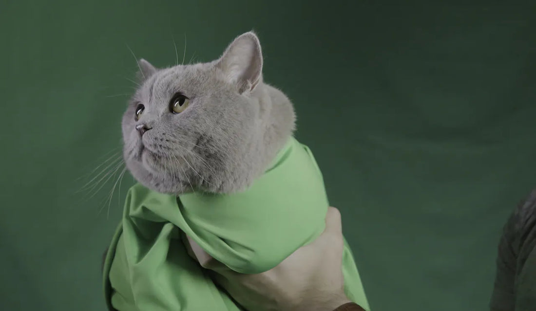 Zeig uns deine Katze im Shirt!