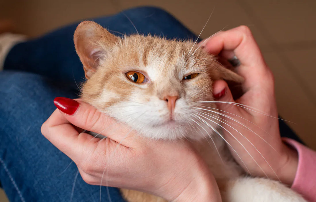 Die Sprache der Katzen: So sagt dir deine Katze "Ich liebe dich"