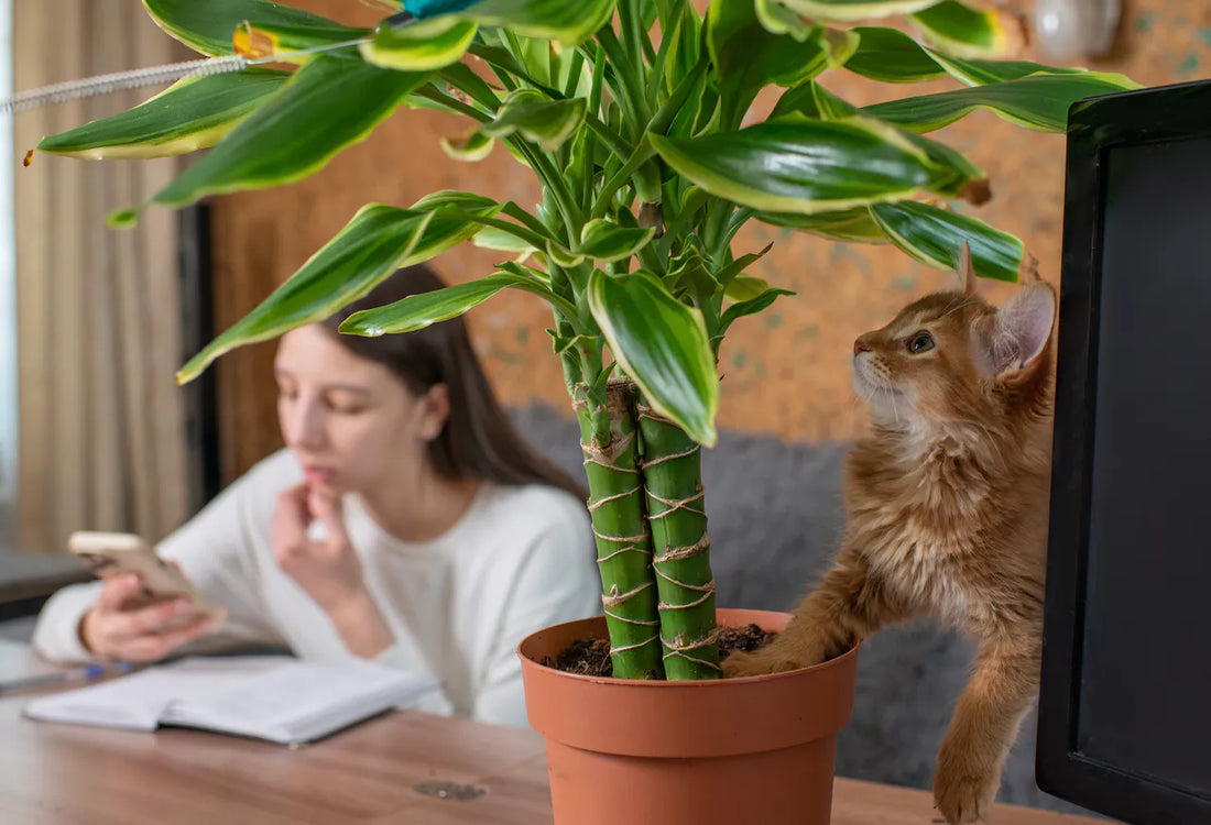 Ein braunes Kätzchen greift in eine Topfpflanze auf einem Schreibtisch, während eine Frau im Hintergrund auf ihr Telefon und ihr Notebook schaut.