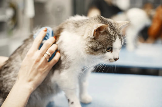 Katzenhaare überall
