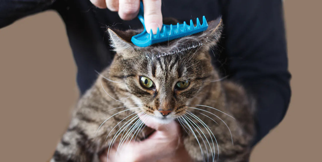 Katze wird gekämmt