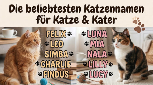 Die beliebtesten Katzennamen für Katze & Kater