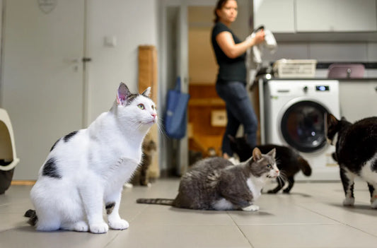 Frieden im Mehrkatzen-Haushalt