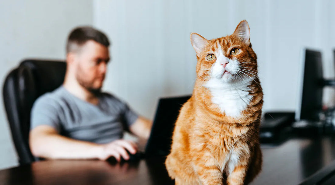 Home-Office mit Stubentiger