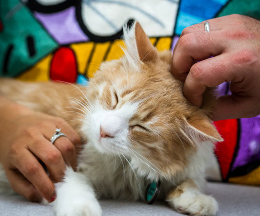 Warum Katzen schnurren – Die überraschende Wahrheit