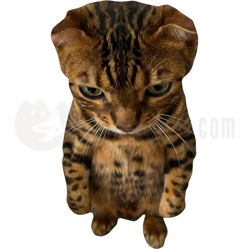 Design Vorschau Bengal Sweetness